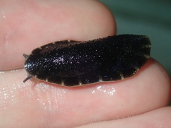 Onchidella nigricans