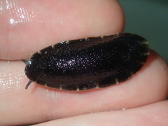 Onchidella nigricans