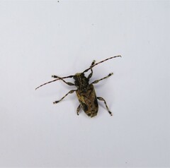 Aegomorphus jaspideus