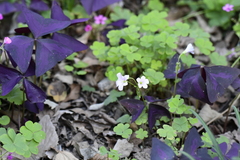 Oxalis triangularis