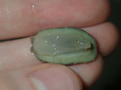 Onchidella nigricans