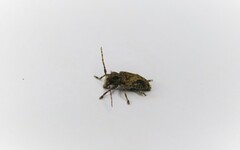 Aegomorphus jaspideus