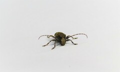 Aegomorphus jaspideus