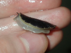 Onchidella nigricans