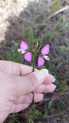 Polygala ericifolia