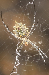 Argiope australis