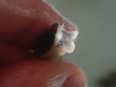 Onchidella nigricans