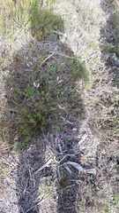 Polygala ericifolia