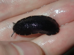 Onchidella nigricans