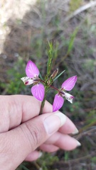 Polygala ericifolia