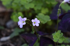 Oxalis triangularis