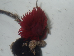 Actinia tenebrosa