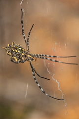 Argiope australis