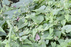 Actinostemma tenerum