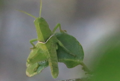 Cyrtacanthacris tatarica