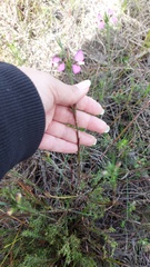 Polygala ericifolia