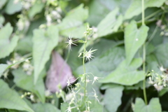 Actinostemma tenerum