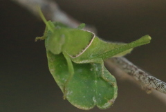 Cyrtacanthacris tatarica