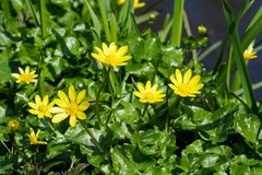 Ficaria verna