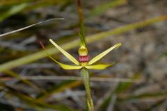 Caladenia leptochila
