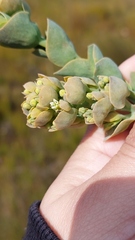 Thesium euphorbioides