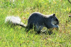 Sciurus niger cinereus