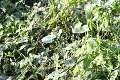 Actinostemma tenerum