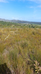 Thesium euphorbioides