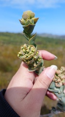 Thesium euphorbioides