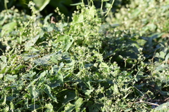 Actinostemma tenerum