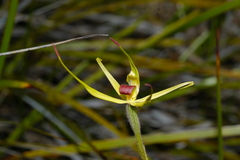 Caladenia leptochila