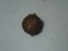 Bembicium nanum