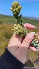 Thesium euphorbioides