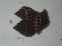 Tenguella marginalba