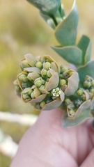 Thesium euphorbioides