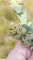 Thesium euphorbioides