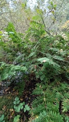 Osmunda regalis