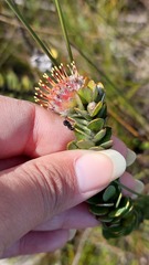 Leucospermum truncatulum