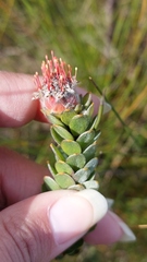 Leucospermum truncatulum