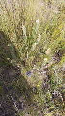 Leucospermum truncatulum