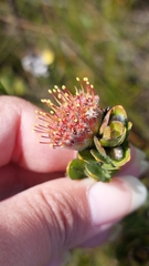 Leucospermum truncatulum