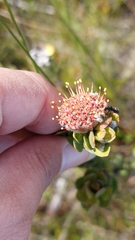 Leucospermum truncatulum