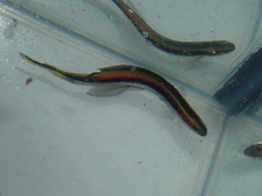 Trachinops taeniatus