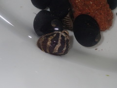 Austrocochlea porcata