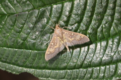Diacme elealis