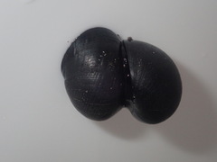 Nerita melanotragus