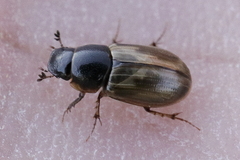 Melinopterus