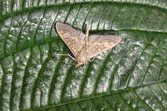 Diacme elealis