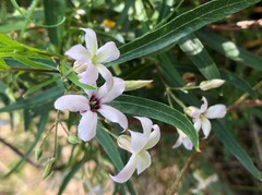 Billardiera cymosa