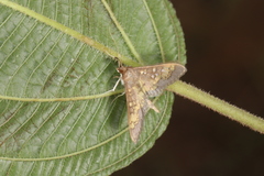 Diacme elealis
